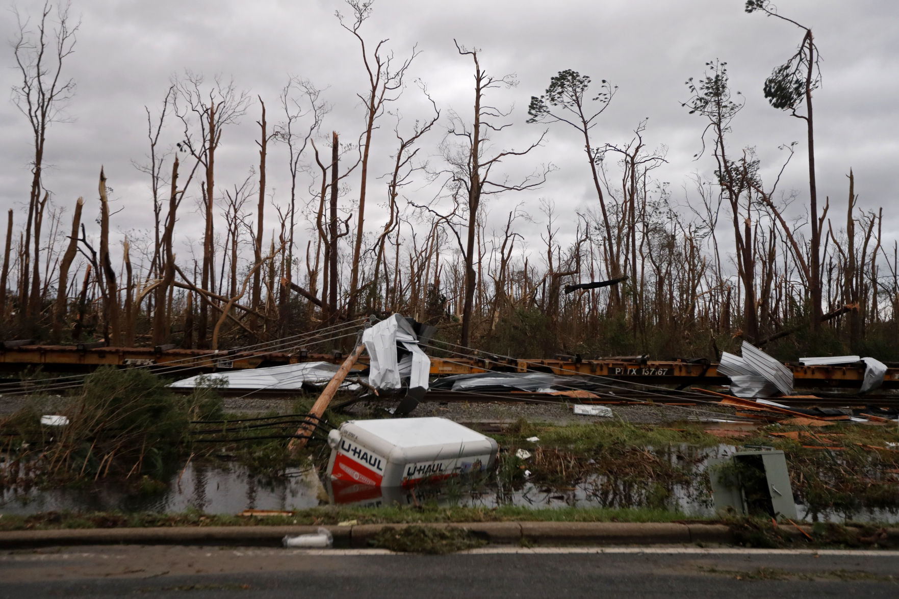 Hurricane Michael trees